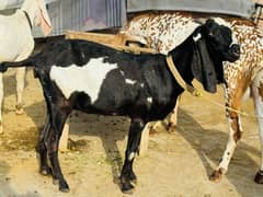 Rajan Puri Gabban Bakri for sale