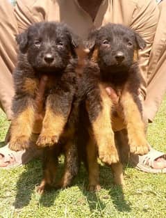German shepherd Dubal cout pair 2 mahnt for sale