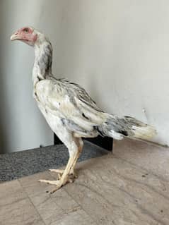 aseel Thai Heera cross male available healthy active total 2 male