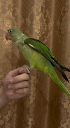 Raw handtame parrot