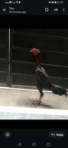 pakoye traat