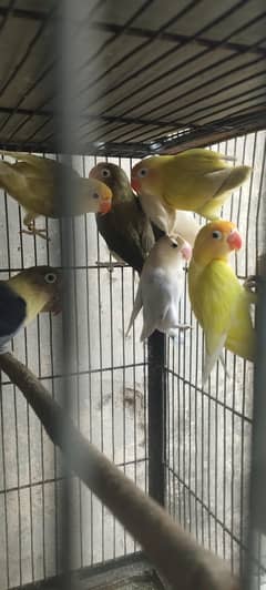 all love birds