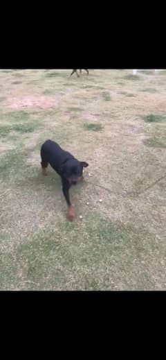 rottweiler breeder female
