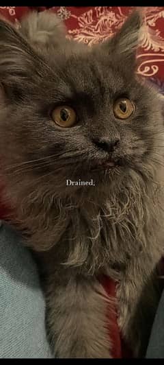 Persion cat ,1 year old, male