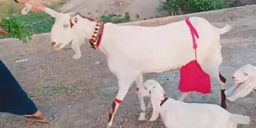 gulabi bakre for sale