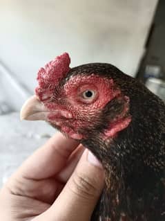Aseel Top Quality Hen Madi