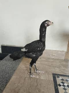 aseel Thai pakoye cross chicks age 3month total 6 peace