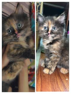 Persian Doll Face Kitten age 45 Days