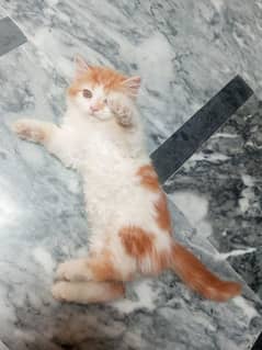 Persian cat for sale