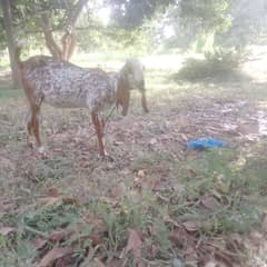 pregnant (Gabbana) goat makki cheeni