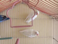 Albino red eyes love bird