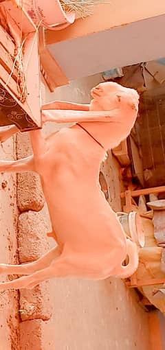mashallah vip gulabi  breeder male kid