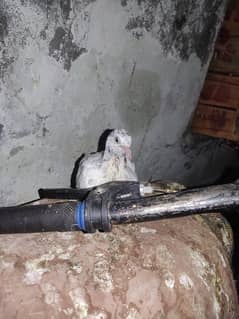 Pigeon