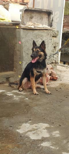 German shepherd