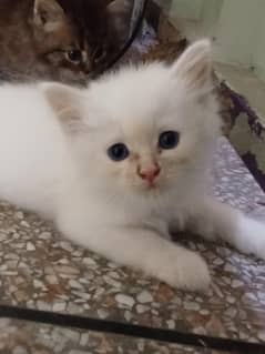 Persian