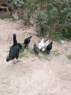 Aik aseel murghi 6 chozo k Sath for sale