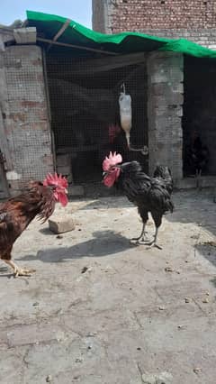 Austrolorp#Breeder