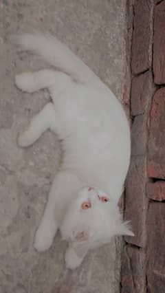 manoo