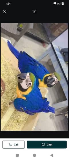 Blue macaw parrot checks for sale 03203653808