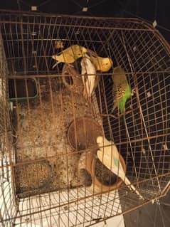 Australian birds  with cage