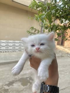 Blue Eyes Cat