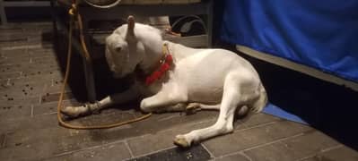 teddy bakra burbery goat tedda for sale