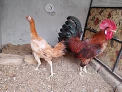 desi hens