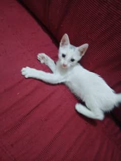 Free kitten Available