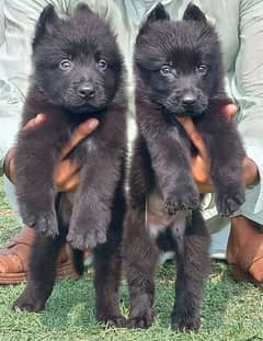 Paver black photo German long coat pair 2 month for sale