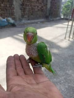 parrots home breeds