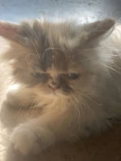 Bloodline kiten 2 month for sale Mother Persian father bloodline breed