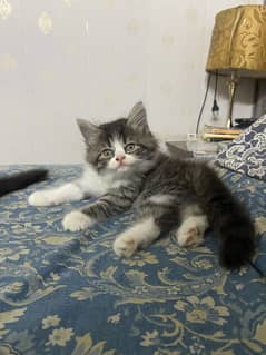 Persian kitten for sale