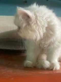 Persian 2 female kittens for sale 2 month urgent for sale