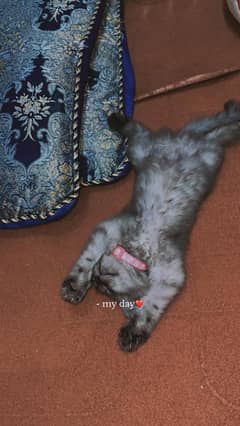 persian female kitten