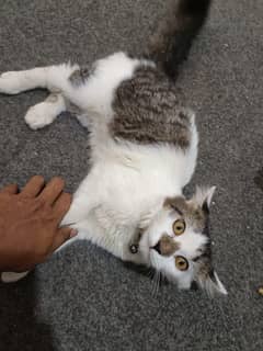 Double Coated Persian Kitten