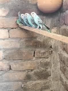 austaralion parrot for sale