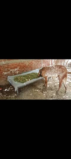 Makhi cheena Bakra breader for sale in lahore