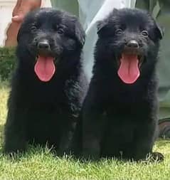tevar black German Shepherd long coat pair 2 month for sale