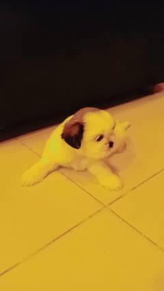 shitzu puppies/ shitzu dog's/ dog's for sale