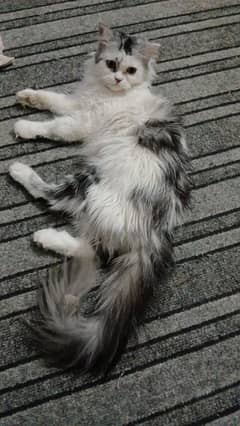 Persian female cat
