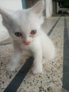 full white cute baby