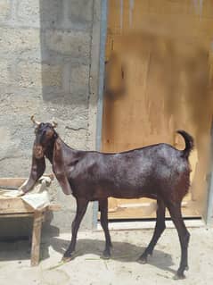 kamoroi cross bakri urgent sell contact 0323-3359015