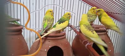 Australian Parrot Budgies for Sale