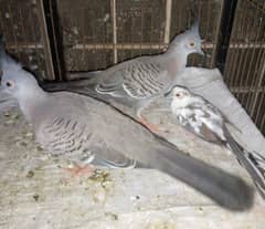 Crested dove pair for sale.