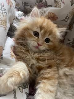 Pure Persian Kittens