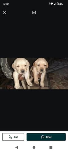 Labrador puppies