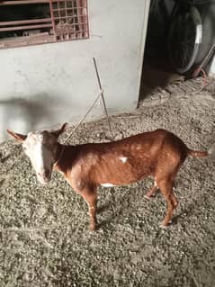 goats