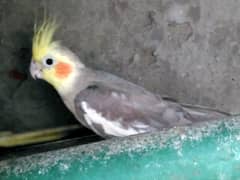 Australian parrot and Cockatiel  whatsapp 03004847435