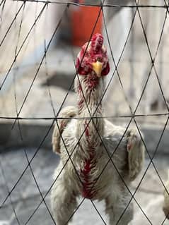 aseel shamo white 1 male 2 females breeder with 7 chicks