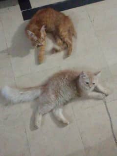 pair for sell all oky litter trained